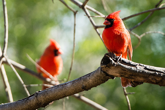 red bird