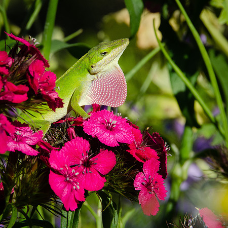 Carolina Anole