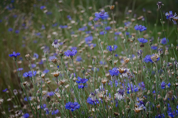 flower-0017