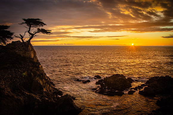 Lone Cypress