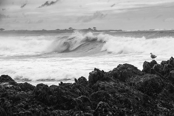 Gull and Surf