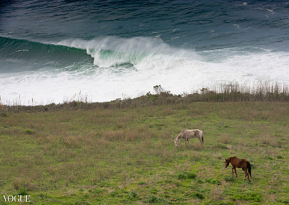 Horses on highway one in Vogue